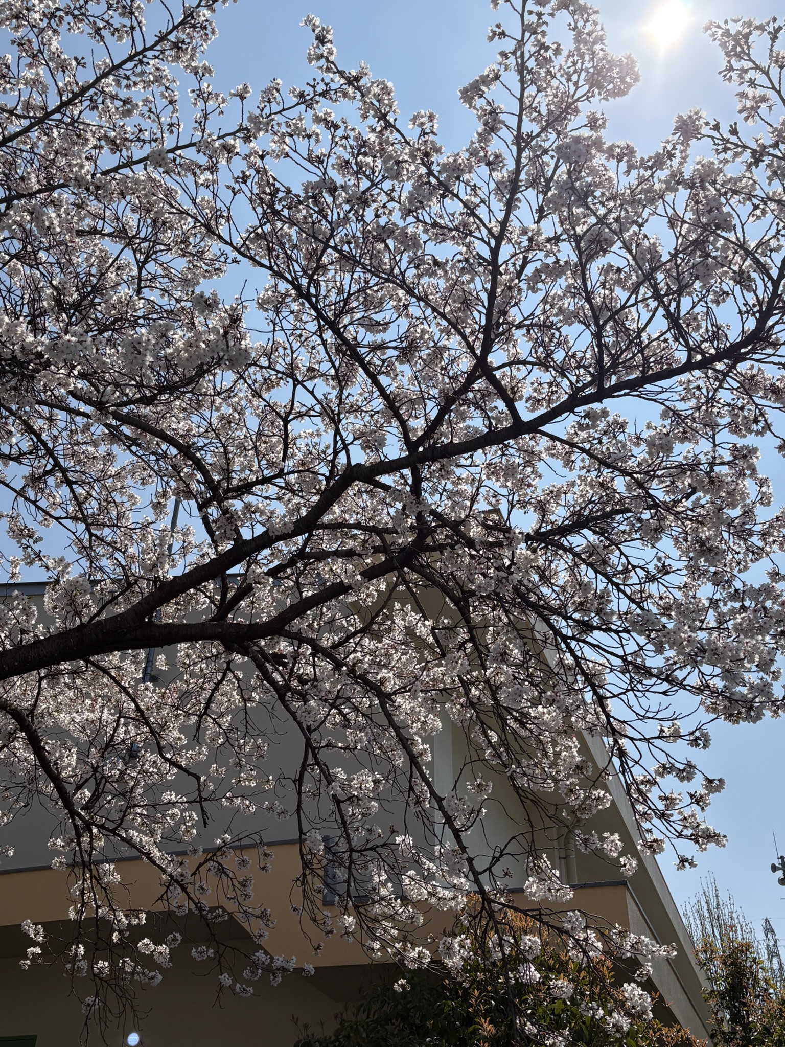 whiteスプリング！