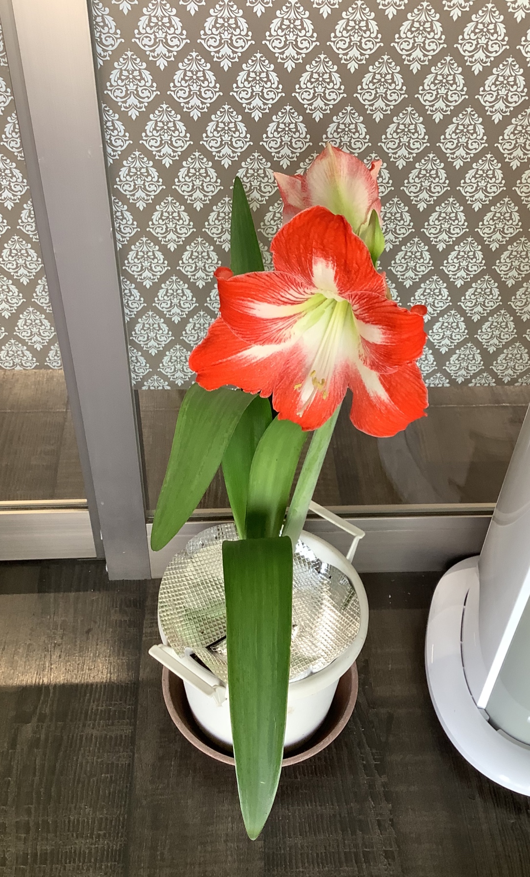 夏野菜と花々