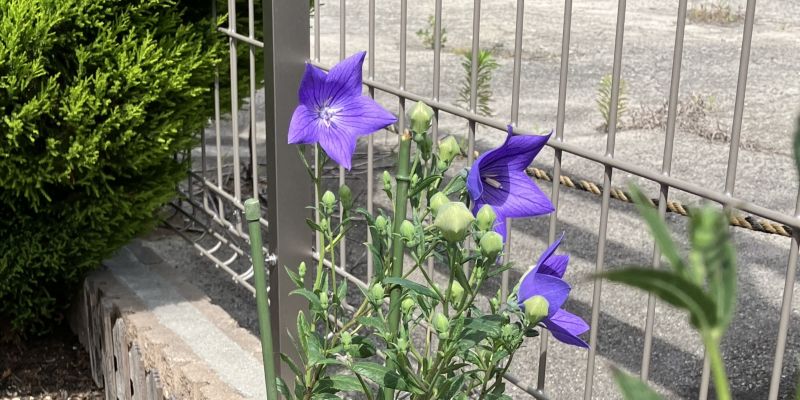 桔梗が咲きました！